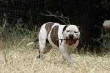BOULEDOGUE AMERICAIN 101